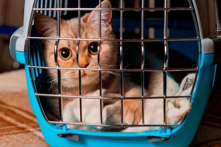 viajar-con-mascotas